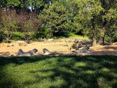 -北京野生动物园