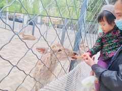 -长白岛森林公园