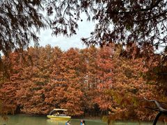 -上海海湾国家森林公园