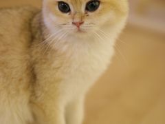 -猫腻·猫咖·撸猫馆(星光大道店)