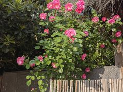 -树山生态村