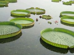 -白洋淀景区