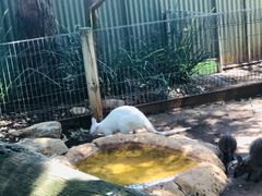 -费瑟代尔野生动物园