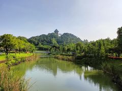 -王借岗森林公园