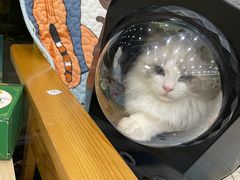 -瑞鹏宠物医院犬猫全科(真大分院)