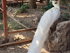 -西双版纳总佛寺