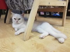 -万小咖.猫咖(中山路天虹店)