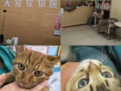 -天宠宠物医院24小时·急重症诊疗中心·全科·腔镜特色(和平分院)