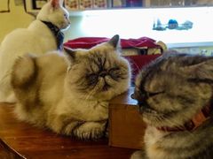 -猫色咖啡·猫咖