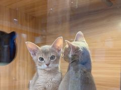 -猫十亿·布偶金渐层·曼基康矮脚猫舍(青年路店)