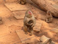 -石家庄市动物园