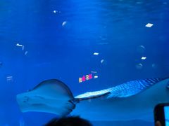 -烟台海昌鲸鲨海洋公园