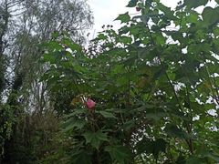 -白鹭湾湿地公园