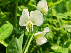 -楠溪江风景名胜区