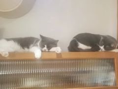-是阿柴呀！柴犬咖啡·爱喵喵猫咖