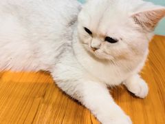 -猫小院猫主题餐厅(南锣旗舰店)