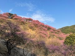 -新建村梅花