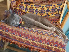 -喵屿·大理花园猫咖