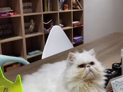 -Umiao与猫咖啡 猫咖
