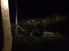 -清迈夜间动物园