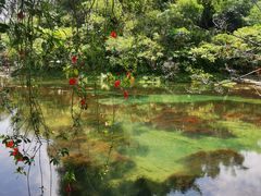 -靖西鹅泉风景区