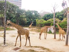 -深圳野生动物园