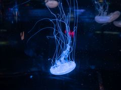 -重庆欢乐海底世界