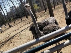 -大连森林动物园