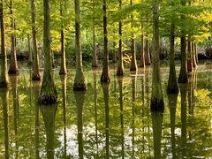 -泗洪洪泽湖湿地景区