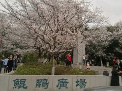 -武汉大学-樱园