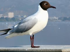 -海埂大坝