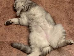 -纳吉亚猫专科动物诊疗中心(蒋宅口分院)