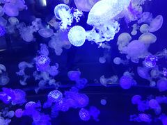 -烟台海昌鲸鲨海洋公园