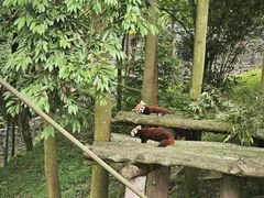 -都江堰中华大熊猫苑
