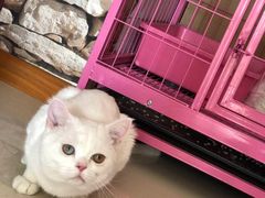 -猫咪咖啡店(新城大街店)