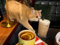 -咖法森林·咖啡  酒吧(天河店)