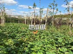 -菊园百果园