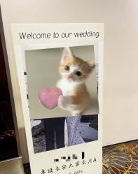 -西安威斯汀大酒店·宴会厅