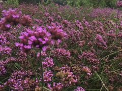 -羊亭河湿地公园