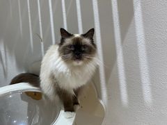 -1013 PET SHOP精品宠物商店(丁香店)