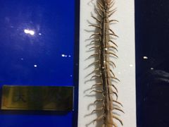 -上海昆虫博物馆