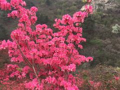 -木兰云雾山