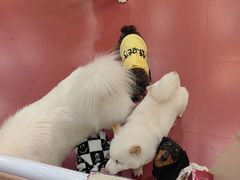 -和它·交个朋友·狗咖猫咖(爱琴海店)