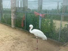 -盐城丹顶鹤湿地生态旅游区
