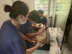 -伟伟宠物医院·CT影像中心·瑞派犬猫综合性门诊(汉口总院)