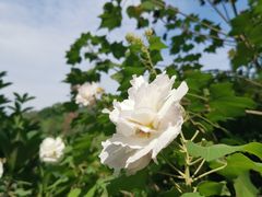 -东莞植物园