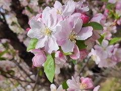 -海棠花溪(元大都城垣遗址公园)