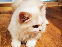 -瞄一喵猫咖(格力海岸店)