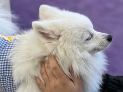 -怪兽屋·羊驼·猫咖·狗咖(俊华广场店)