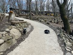 -宫城藏王狐狸村